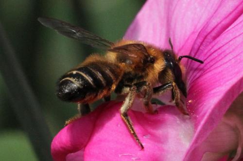 Megachile willughbiella